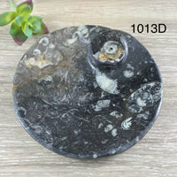 Marine Fossil Ammonite Dish - YOU PICK - Crystal Holder - *Harmony* - *Positive Motion* - *Change*