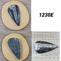 Small Orthocerous Fossil  - You Pick - Nautiulus - Polished Fossil