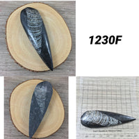 Small Orthocerous Fossil  - You Pick - Nautiulus - Polished Fossil