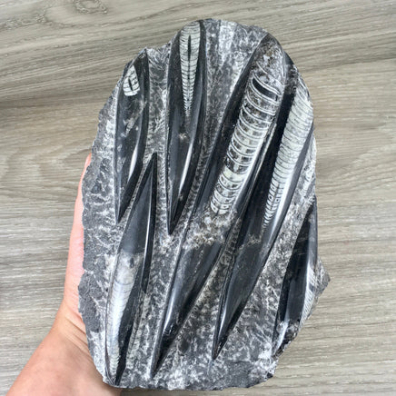 BIG! 7.5" Tall Orthocerous Fossil Specimen (3 lbs +) - 6 pieces! Nautiulus - Polished Fossil