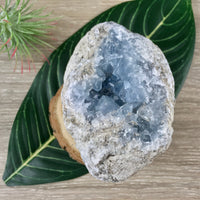 3.5" Celestite Geode (19.7oz) - Sparkling! - Rough - Exact Piece - Natural, No Dyes - *Serenity* - *Angelic Communication* - Throat Chakra