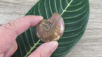 WOW!  Red Ammonite Fossil - Exact Piece - Natural, Polished, Beautiful Shimmer - *CHANGE* - *Positive Motion* - Reiki Energy