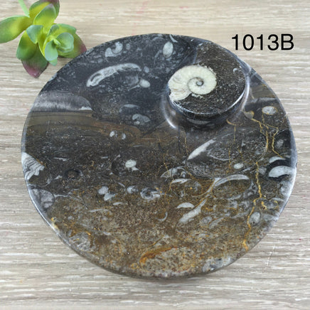 Marine Fossil Ammonite Dish - YOU PICK - Crystal Holder - *Harmony* - *Positive Motion* - *Change*