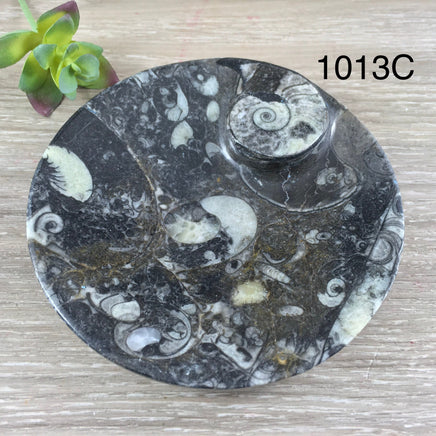 Marine Fossil Ammonite Dish - YOU PICK - Crystal Holder - *Harmony* - *Positive Motion* - *Change*