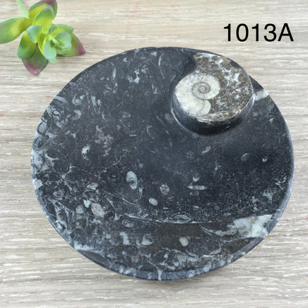 Marine Fossil Ammonite Dish - YOU PICK - Crystal Holder - *Harmony* - *Positive Motion* - *Change*