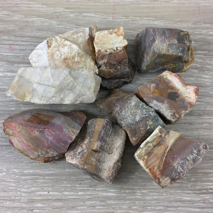 Petrified Wood - Natural, Rough, Ra, No Dyes - *STEADY* - *GROWTH* - *PATIENCE* - *Past Life Recall*