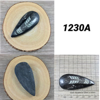 Small Orthocerous Fossil  - You Pick - Nautiulus - Polished Fossil