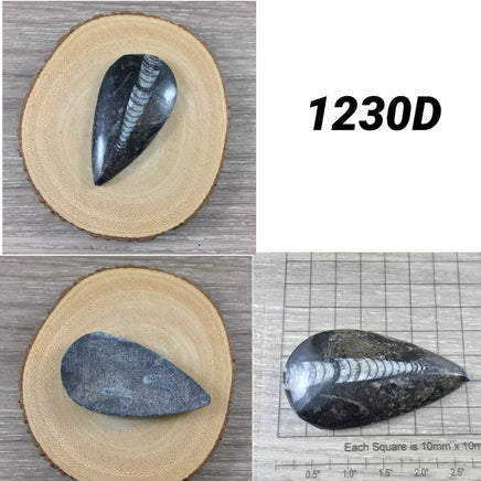 Small Orthocerous Fossil  - You Pick - Nautiulus - Polished Fossil