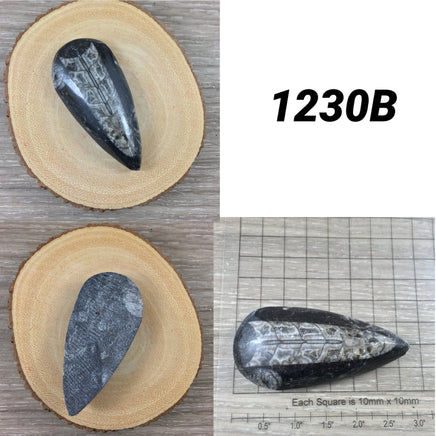 Small Orthocerous Fossil  - You Pick - Nautiulus - Polished Fossil