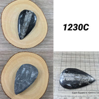 Small Orthocerous Fossil  - You Pick - Nautiulus - Polished Fossil