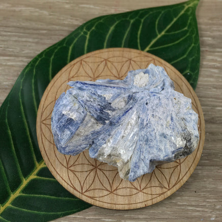 Small Kyanite Specimen - Rough, Natural, Raw, Unpolished -*Inner Bridges* - *Empathy* - *Past Life Recall* - *Psychic Ability*