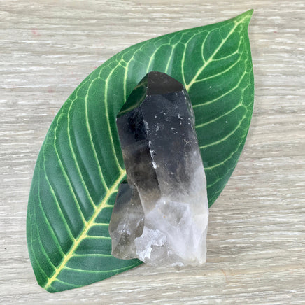 2.5" Smoky Quartz on Matrix - Natural, No Dyes - Semi Polished -  *GROUNDING* - *ORGANIZATION* - *Manifest Dreams & Inspirations*