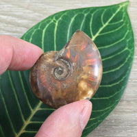 WOW!  Red Ammonite Fossil - Exact Piece - Natural, Polished, Beautiful Shimmer - *CHANGE* - *Positive Motion* - Reiki Energy