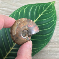 WOW!  Red Ammonite Fossil - Exact Piece - Natural, Polished, Beautiful Shimmer - *CHANGE* - *Positive Motion* - Reiki Energy