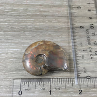 WOW!  Red Ammonite Fossil - Exact Piece - Natural, Polished, Beautiful Shimmer - *CHANGE* - *Positive Motion* - Reiki Energy