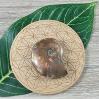 WOW!  Red Ammonite Fossil - Exact Piece - Natural, Polished, Beautiful Shimmer - *CHANGE* - *Positive Motion* - Reiki Energy