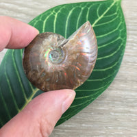 WOW!  Red Ammonite Fossil - Exact Piece - Natural, Polished, Beautiful Shimmer - *CHANGE* - *Positive Motion* - Reiki Energy