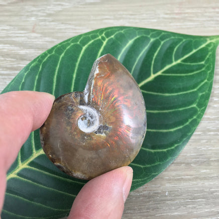 WOW!  Red Ammonite Fossil - Exact Piece - Natural, Polished, Beautiful Shimmer - *CHANGE* - *Positive Motion* - Reiki Energy