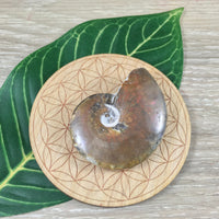 WOW!  Red Ammonite Fossil - Exact Piece - Natural, Polished, Beautiful Shimmer - *CHANGE* - *Positive Motion* - Reiki Energy