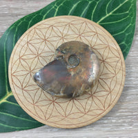 WOW!  Red Ammonite Fossil - Exact Piece - Natural, Polished, Beautiful Shimmer - *CHANGE* - *Positive Motion* - Reiki Energy