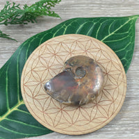 WOW!  Red Ammonite Fossil - Exact Piece - Natural, Polished, Beautiful Shimmer - *CHANGE* - *Positive Motion* - Reiki Energy