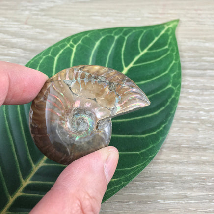 WOW!  Red Ammonite Fossil - Exact Piece - Natural, Polished, Beautiful Shimmer - *CHANGE* - *Positive Motion* - Reiki Energy