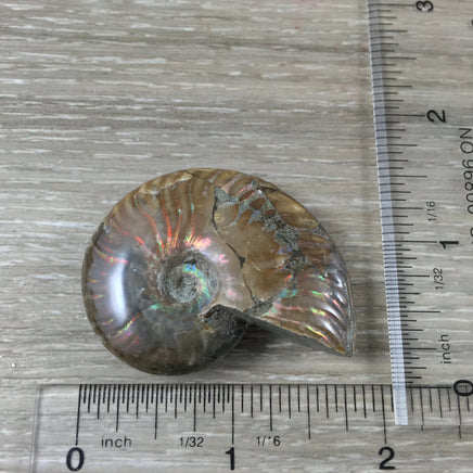 WOW!  Red Ammonite Fossil - Exact Piece - Natural, Polished, Beautiful Shimmer - *CHANGE* - *Positive Motion* - Reiki Energy