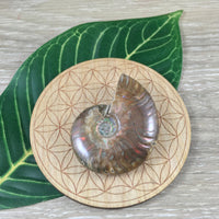 WOW!  Red Ammonite Fossil - Exact Piece - Natural, Polished, Beautiful Shimmer - *CHANGE* - *Positive Motion* - Reiki Energy