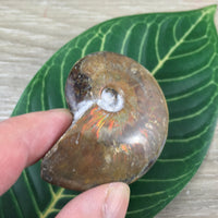 WOW!  Red Ammonite Fossil - Exact Piece - Natural, Polished, Beautiful Shimmer - *CHANGE* - *Positive Motion* - Reiki Energy