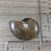 WOW!  Red Ammonite Fossil - Exact Piece - Natural, Polished, Beautiful Shimmer - *CHANGE* - *Positive Motion* - Reiki Energy