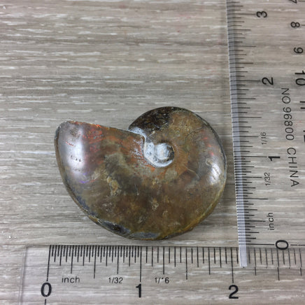 WOW!  Red Ammonite Fossil - Exact Piece - Natural, Polished, Beautiful Shimmer - *CHANGE* - *Positive Motion* - Reiki Energy