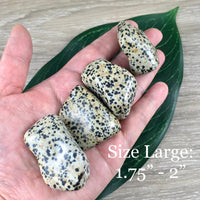 Dalmatian Stone - 2 sizes to choose - Natural, No Dyes, Tumbled - *Playfulness*, *Pick Me Upper* - *Avoid Excess Analysis* - Sacral Chakra