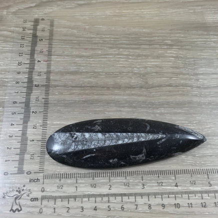 BIG 4.75"  Orthocerous Fossil  - EXACT PIECE - Nautiulus - Polished Fossil