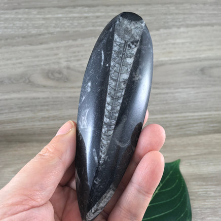 BIG 4.75"  Orthocerous Fossil  - EXACT PIECE - Nautiulus - Polished Fossil