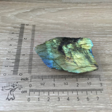 Spectacular Labradorite Spectrolite Slab - FLASHY! - Naturally Beautiful! Semi-Polished - *Stone of Magic*