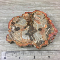 3.75" Petrified Wood Slab - Semi-Polished, Bonus Stand!  - "STEADY GROWTH" -" PATIENCE" - "Past Life Recall" - Reiki Healing