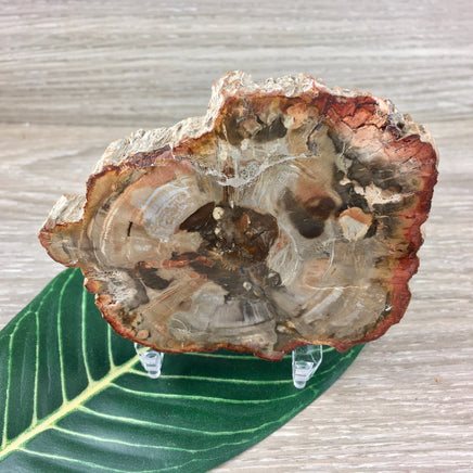 3.75" Petrified Wood Slab - Semi-Polished, Bonus Stand!  - "STEADY GROWTH" -" PATIENCE" - "Past Life Recall" - Reiki Healing